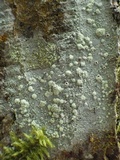 Haematomma sorediatum image
