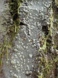 Haematomma sorediatum image