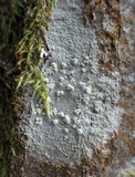 Haematomma sorediatum image