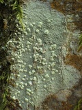 Haematomma sorediatum image