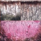 Haematomma sorediatum image
