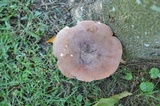 Lactarius corrugis image