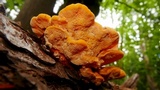 Pycnoporellus fulgens image