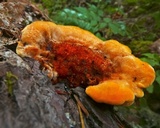 Pycnoporellus fulgens image