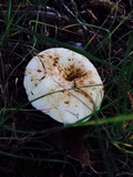 Lactarius piperatus image