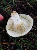 Lactarius piperatus image