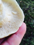 Lactarius piperatus image