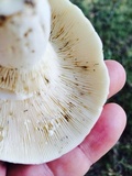 Lactarius piperatus image