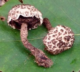 Strobilomyces confusus image