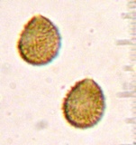 Strobilomyces confusus image