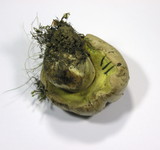Boletus radicans image