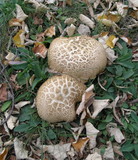 Boletus radicans image
