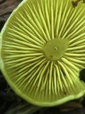 Tricholomopsis decora image