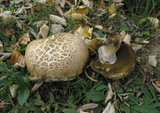 Boletus radicans image