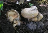 Paxillus involutus image