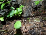 Meripilus sumstinei image