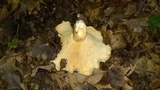 Lactarius psammicola image