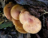 Tricholomopsis rutilans image