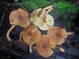 Tricholomopsis rutilans image