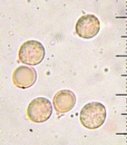 Tricholomopsis rutilans image