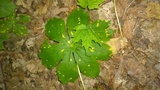 Allodus podophylli image