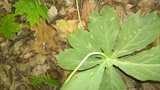 Allodus podophylli image