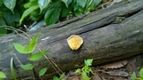Tapinella panuoides image
