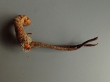 Ophiocordyceps ravenelii image
