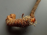 Ophiocordyceps ravenelii image