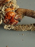 Ophiocordyceps ravenelii image