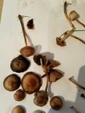 Panaeolus cinctulus image