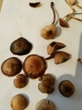 Panaeolus cinctulus image