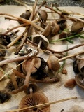 Panaeolus cinctulus image
