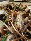 Panaeolus cinctulus image