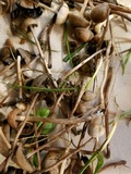 Panaeolus cinctulus image