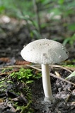 Amanita farinosa image