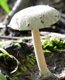 Amanita farinosa image