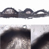 Mycoporum antecellens image