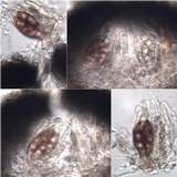 Mycoporum antecellens image