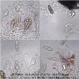 Mycoporum antecellens image