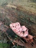Fomitopsis cajanderi image