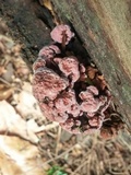 Fomitopsis cajanderi image