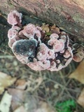 Fomitopsis cajanderi image