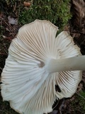Megacollybia rodmanii image