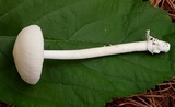 Amanita sect. Vaginatae image