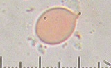Amanita sect. Vaginatae image