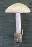 Amanita whetstoneae image