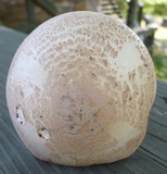 Amanita whetstoneae image