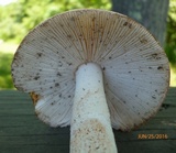 Amanita whetstoneae image