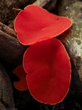 Sarcoscypha occidentalis image